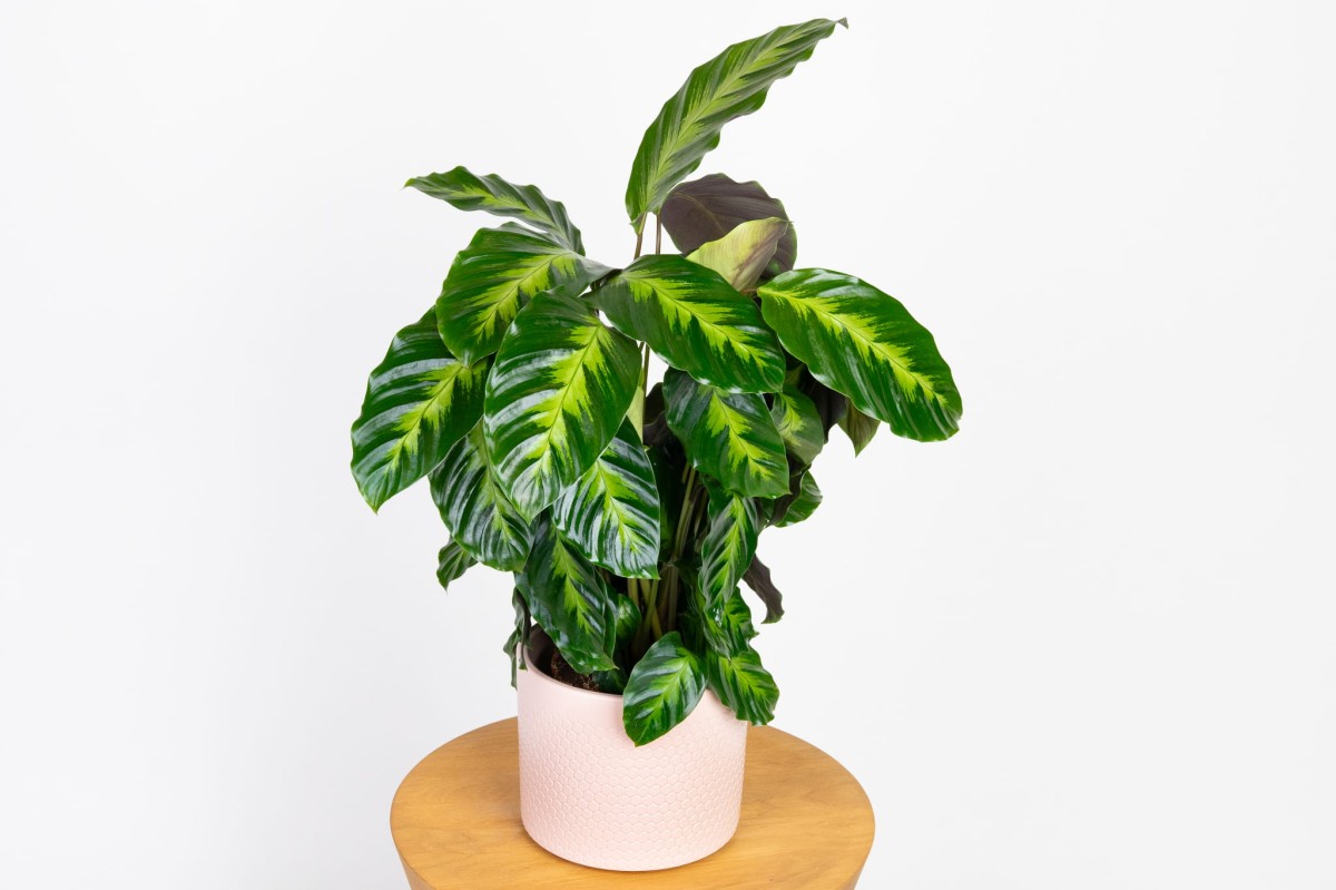 Calathea-misto-kalatea.jpg