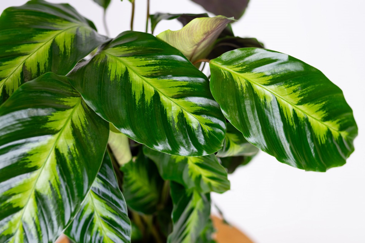 Calathea-misto-kalatea-03.jpg