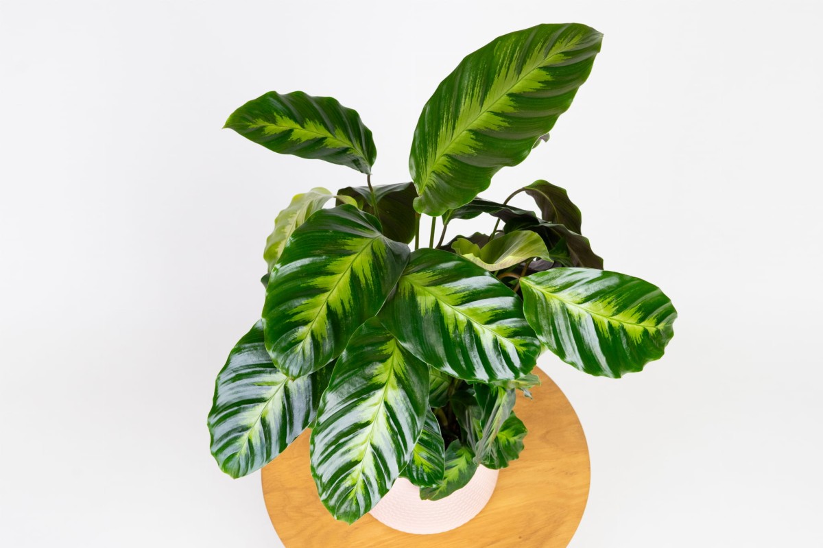 Calathea-misto-kalatea-02.jpg