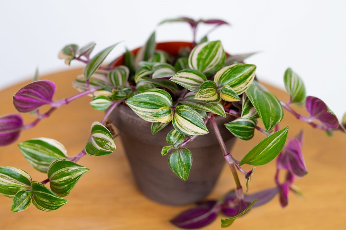 Tradescantia-fluminensis-tricolor-trzykrotka-04.jpg