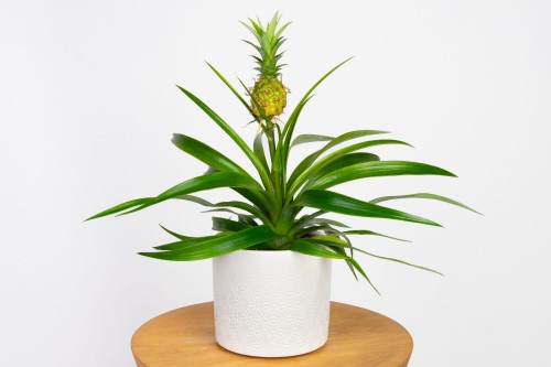 Ananas 'Mi Amigo'  