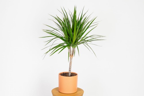 Dracena marginata (dracena obrzeżona) o smukłym pniu i wąskich liściach z czerwono-bordowym brzegiem