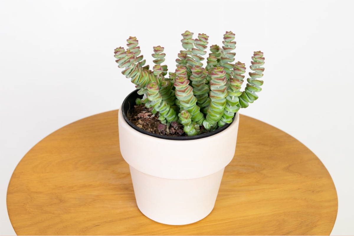 Crassula marnieriana 'Marnieriana' Grubosz