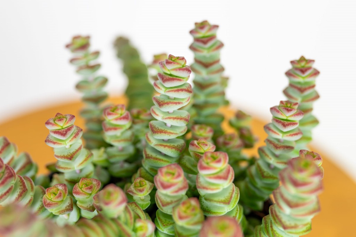 Crassula-marnieriana-hottentot-grubosz-03.jpg