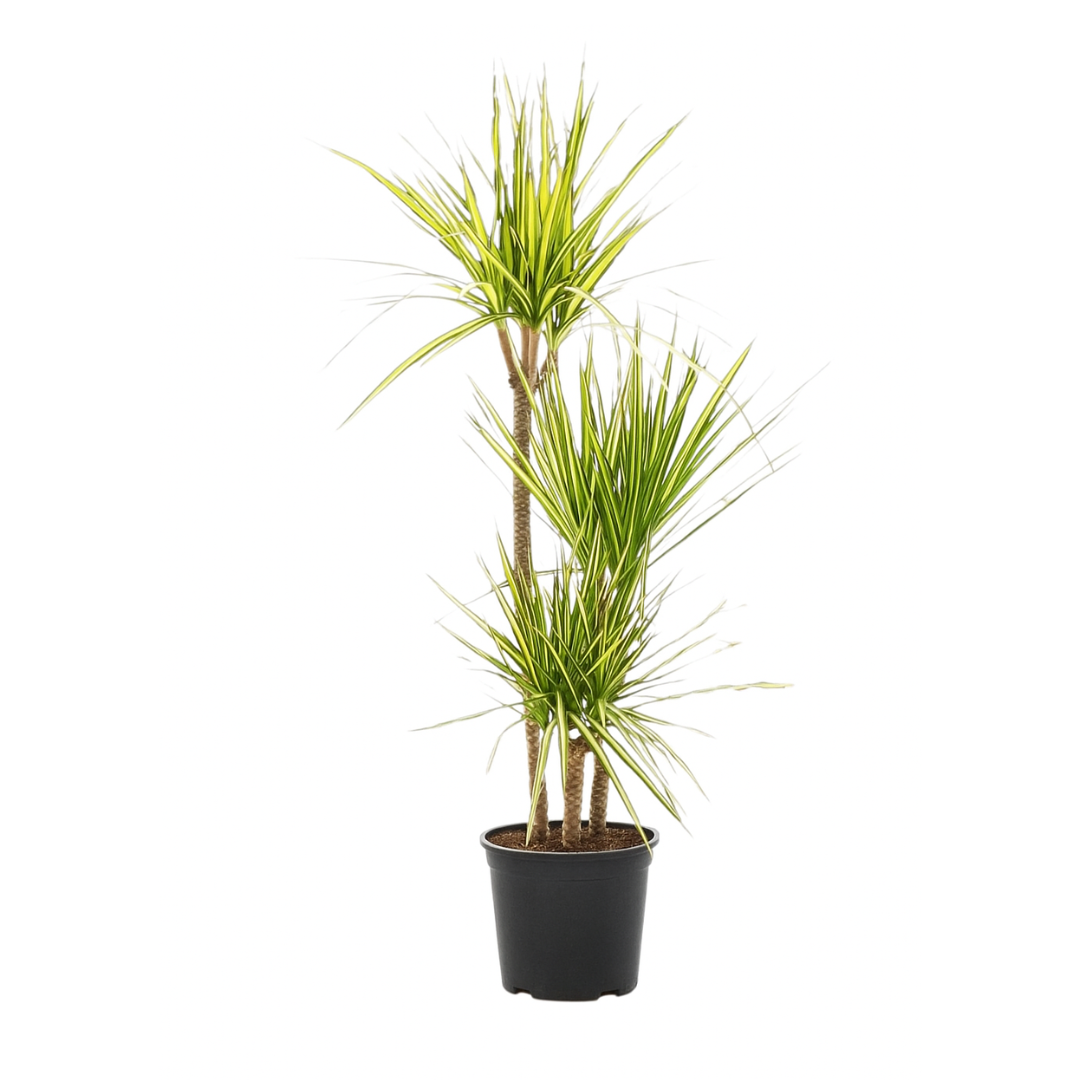 Dracena Sunray - 3 pędy wysoka.png