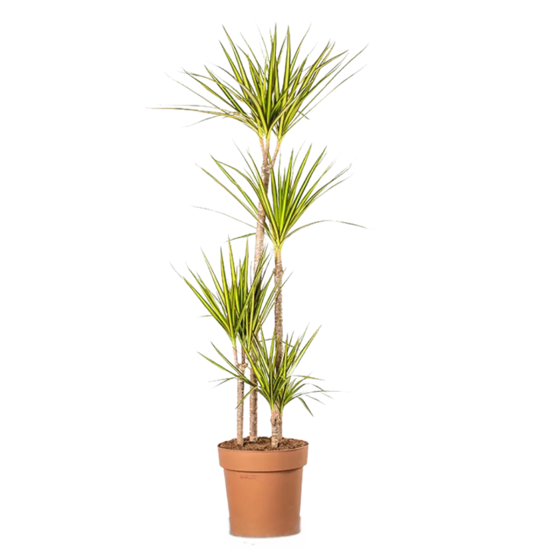 Dracena Sunray - 4 pędy wysoka.png