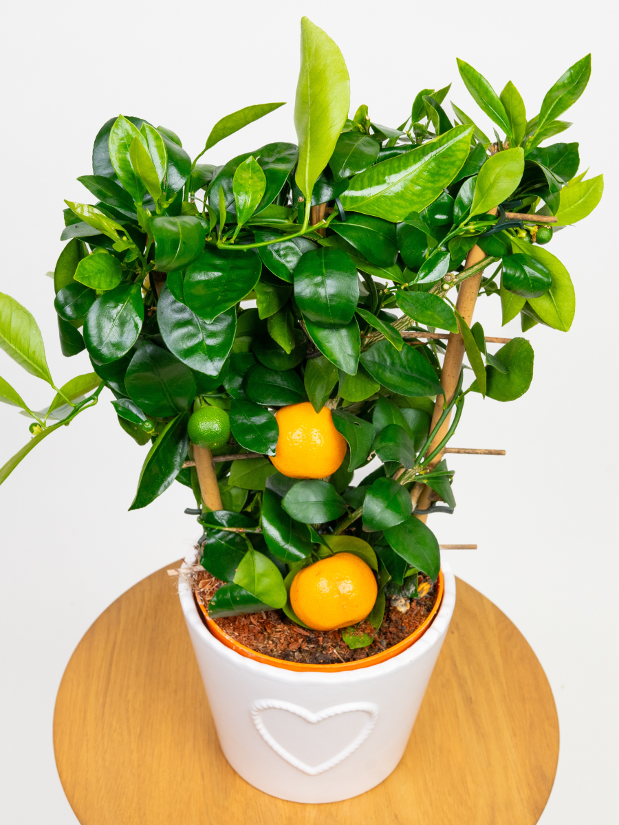 Mandarynka Citrus reticulata – Egzotyczne drzewko owocowe do domu_Zielona Flora 4.png