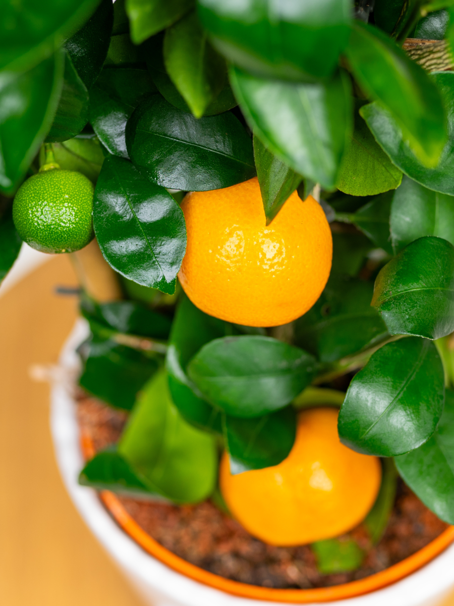 Mandarynka Citrus reticulata – Egzotyczne drzewko owocowe do domu_Zielona Flora 1.png