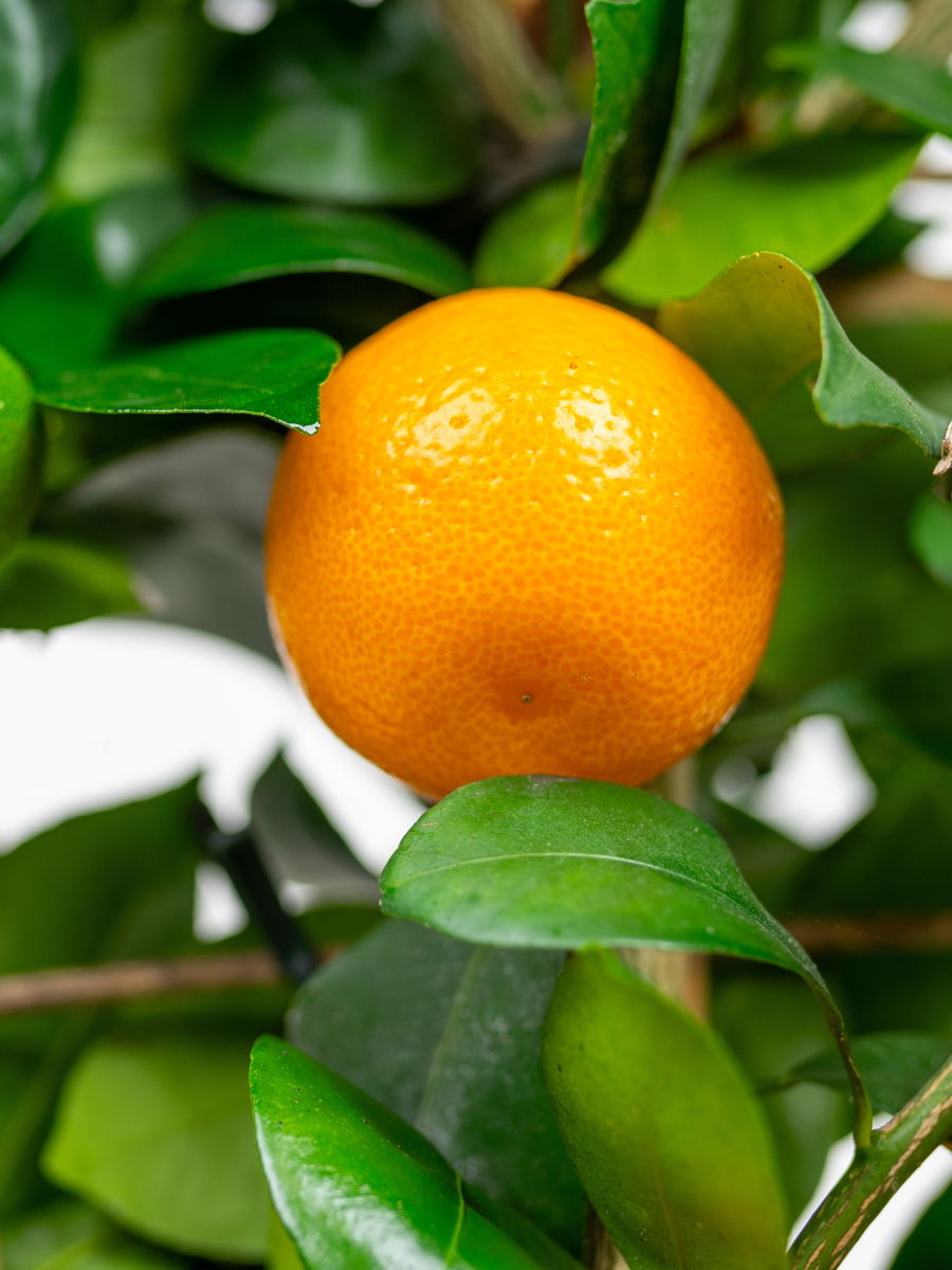 Mandarynka Citrus reticulata – Egzotyczne drzewko owocowe do domu_Zielona Flora 2.png