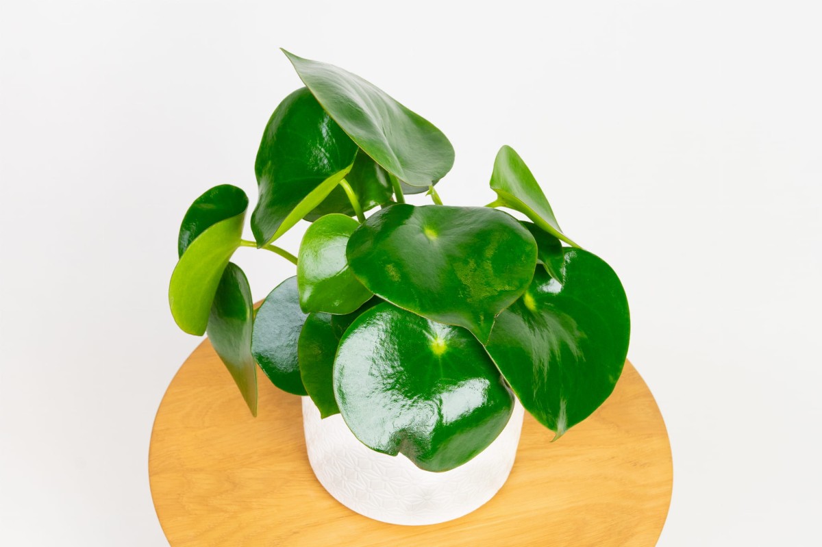 Peperomia-polybotrya-raindrop-pieniążek-02.jpg