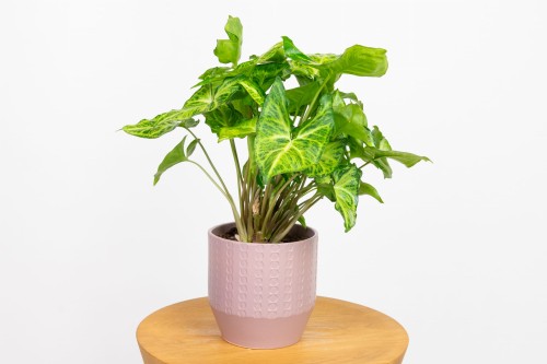 Zroślicha 'Green Robusta' (Syngonium podophyllum)