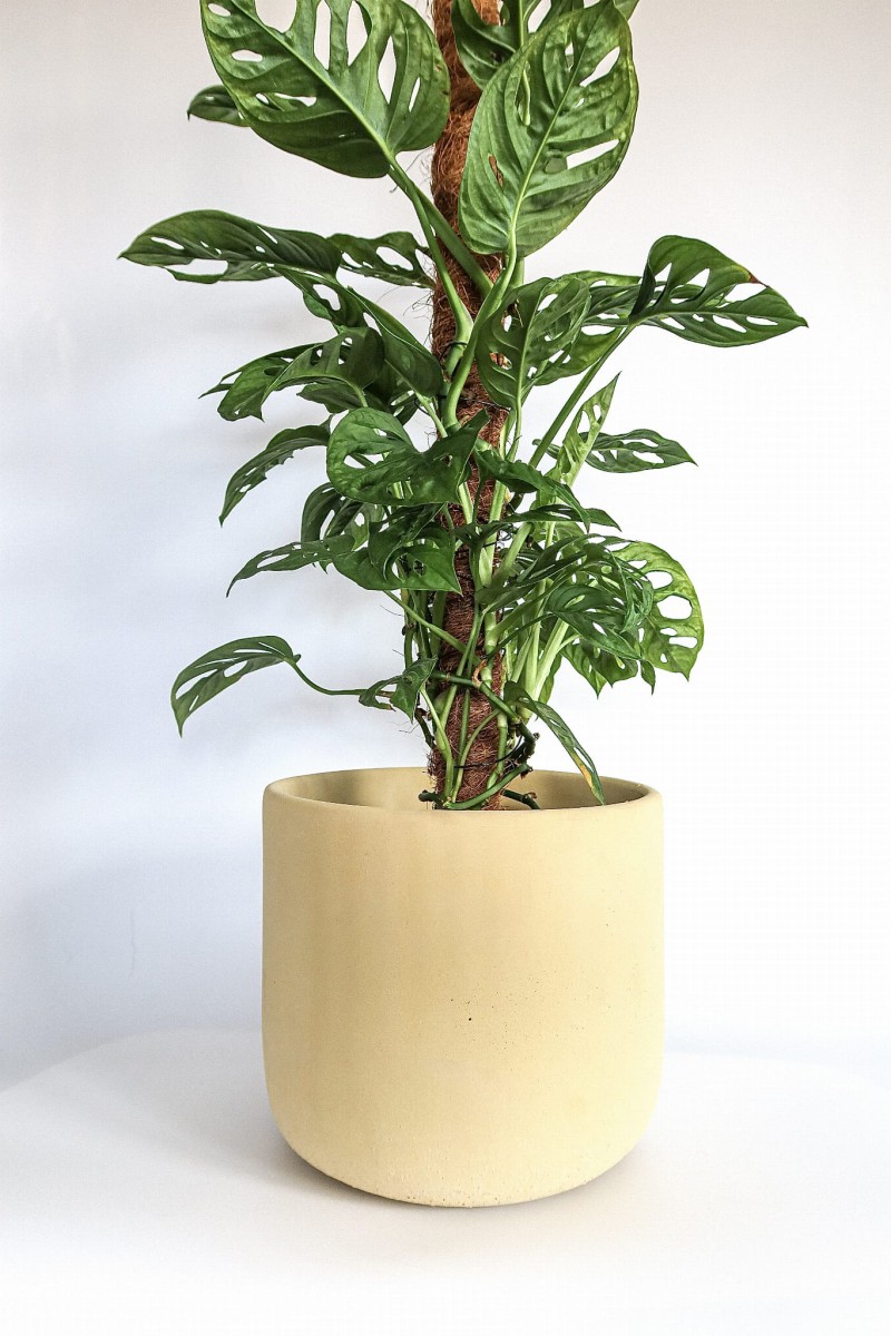 betonowa osłonka BANANA ręcznie robiona, jakość premium Zielona Flora 1.png