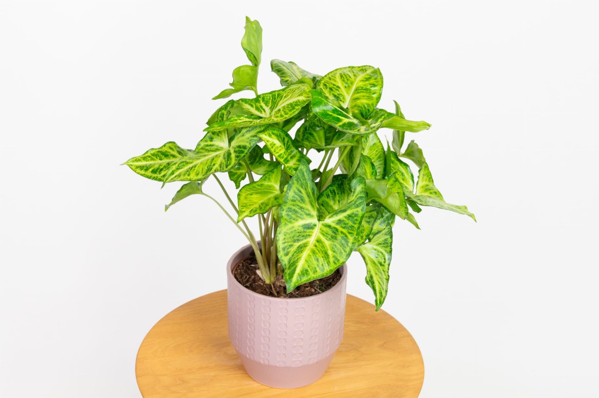 Zroślicha-stopowcowa-syngonium-podophyllum-02.jpg