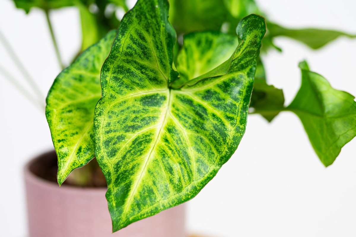 Zroślicha-stopowcowa-syngonium-podophyllum-04.jpg