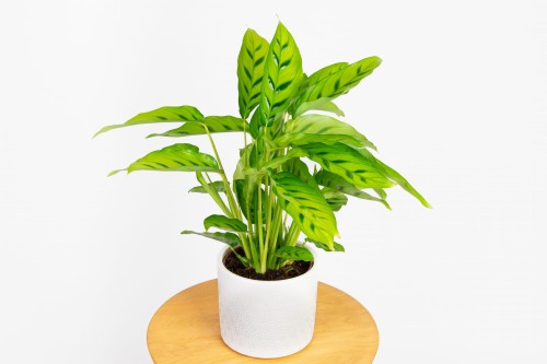 Calathea 'Leopardina' (Kalatea)