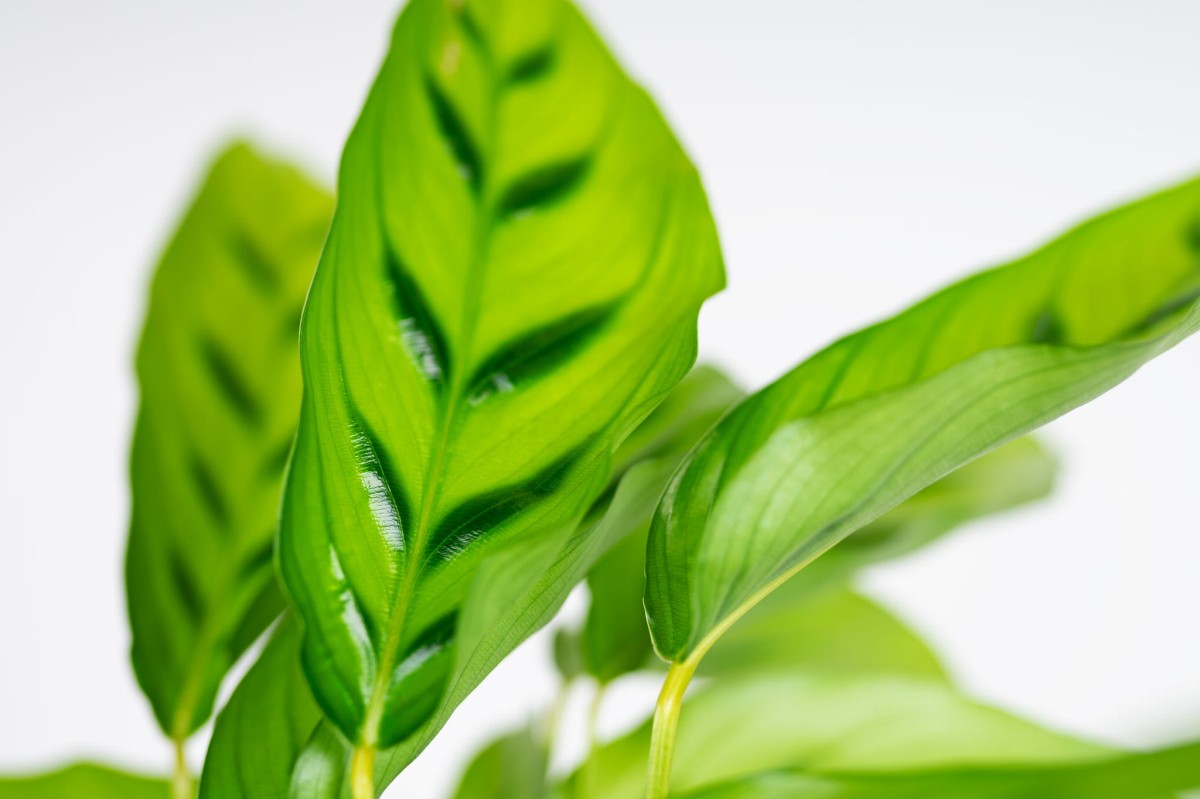 Calathea-leopardina-kalatea-03.jpg