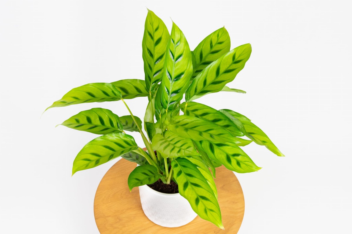 Calathea-leopardina-kalatea-02.jpg