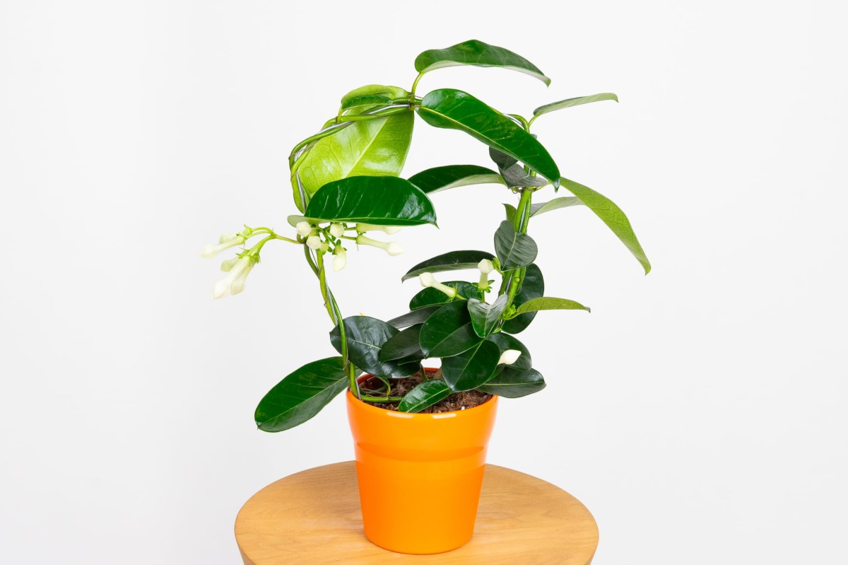 Stefanotis-bukietowy-stephanotis-floribunda.jpg
