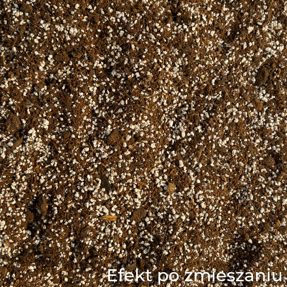 KALATEA-2.jpg