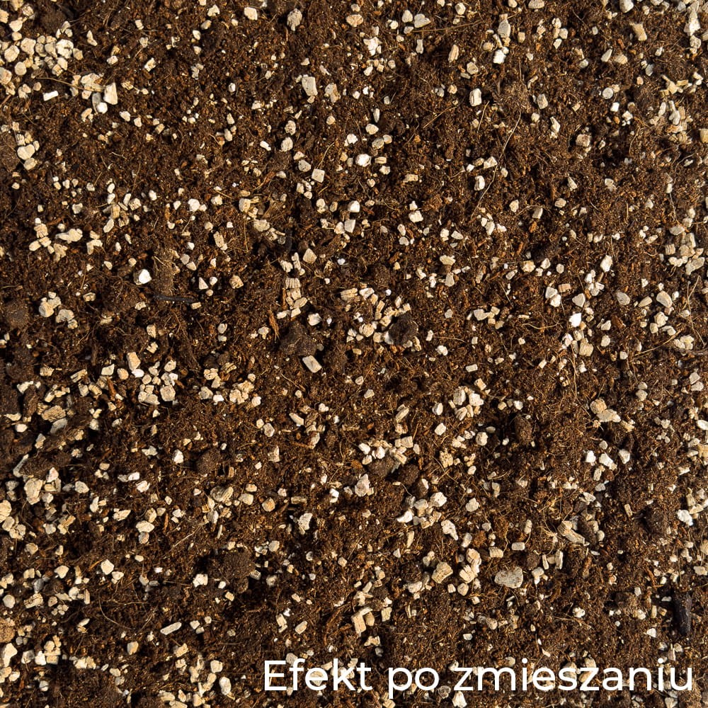 BANANOWIEC-2.jpg