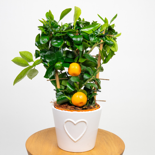 Mandarynka Citrus reticulata