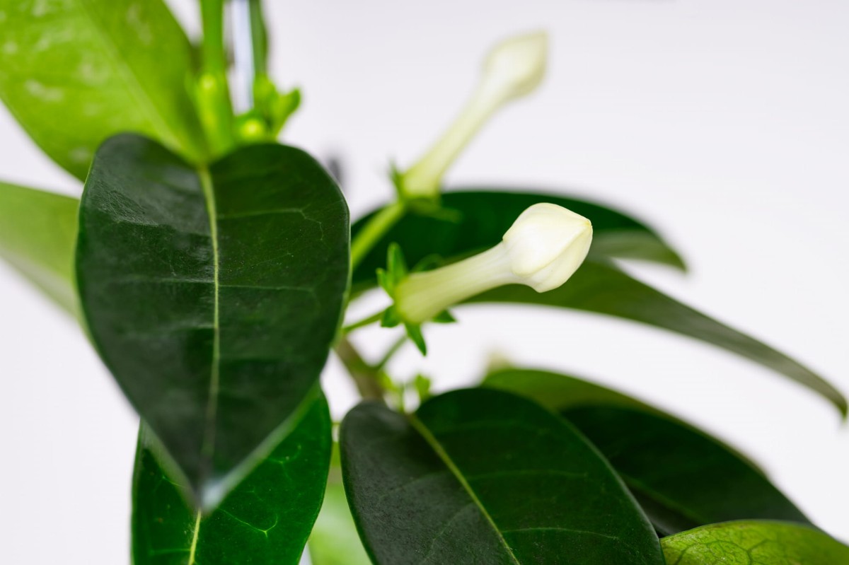 Stefanotis-bukietowy-stephanotis-floribunda-02.jpg