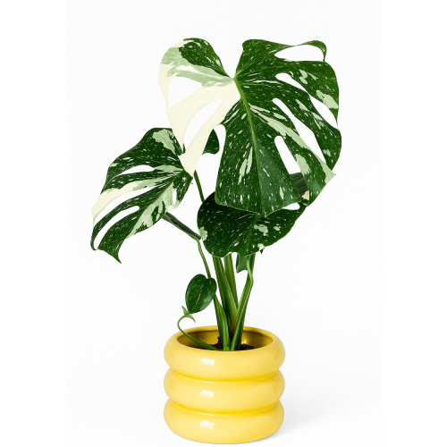 Monstera deliciosa 'Variegata' – roślina kolekcjonerska, biało-zielona