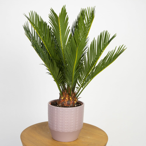 Cykas (Cycas revoluta) - sagowiec odwinięty