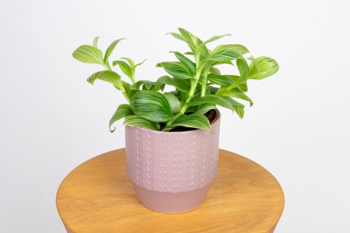 Trzykrotka Wężykowata (Tradescantia Fluminensis)