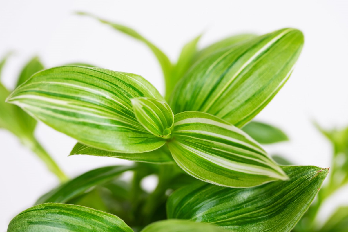 Trzykrotka-wężykowata-tradescantia-fluminensis-05.jpg