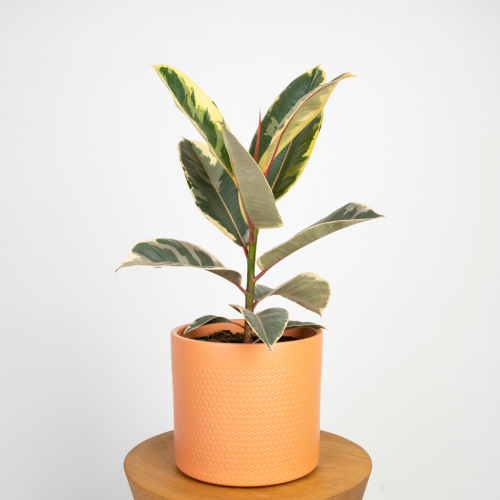 Figowiec sprężysty 'Tineke' (Ficus elastica)