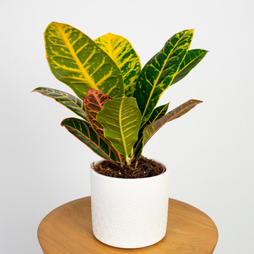 Kroton pstry 'Petra' (Codiaeum variegatum)