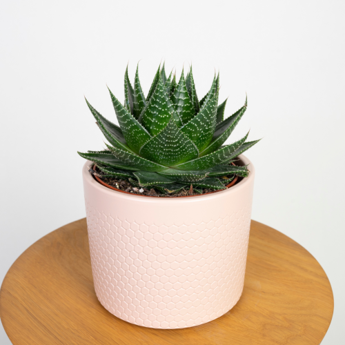 Aloes Cosmo (Aloe Aristata Green Pearl)