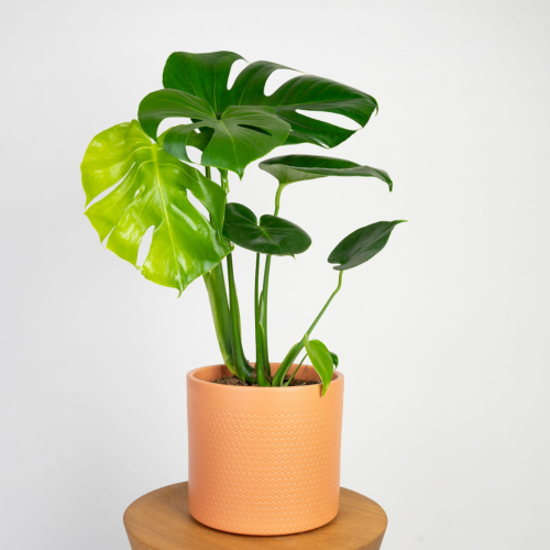 Monstera deliciosa (Monstera dziurawa)
