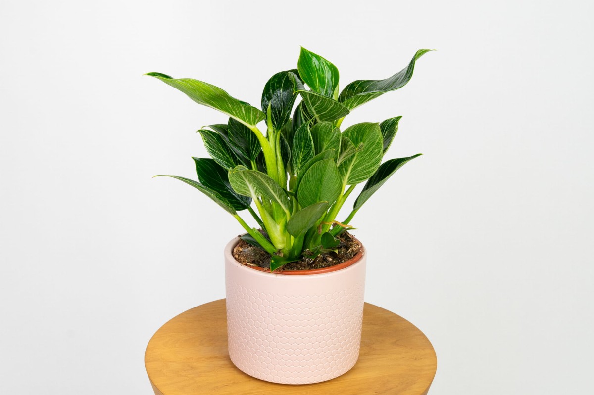 Philodendron-birkin.jpg