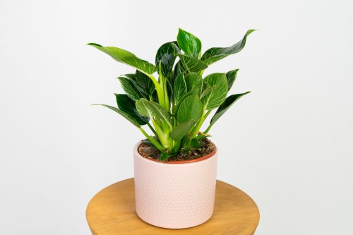 Philodendron 'Birkin' (filodendron)