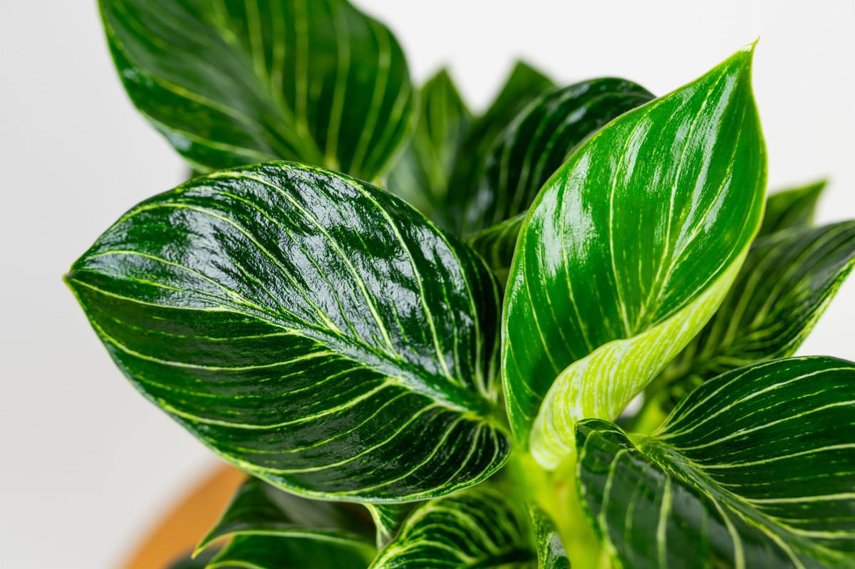 Philodendron-birkin-02.jpg