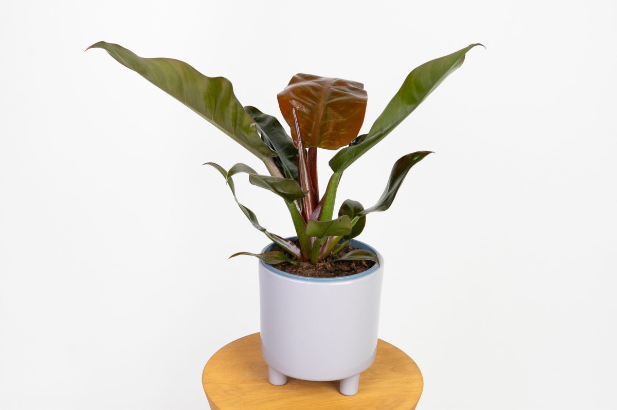 Philodendron-imperial-red.jpg