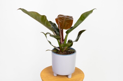 Philodendron 'Imperial Red' (filodendron)