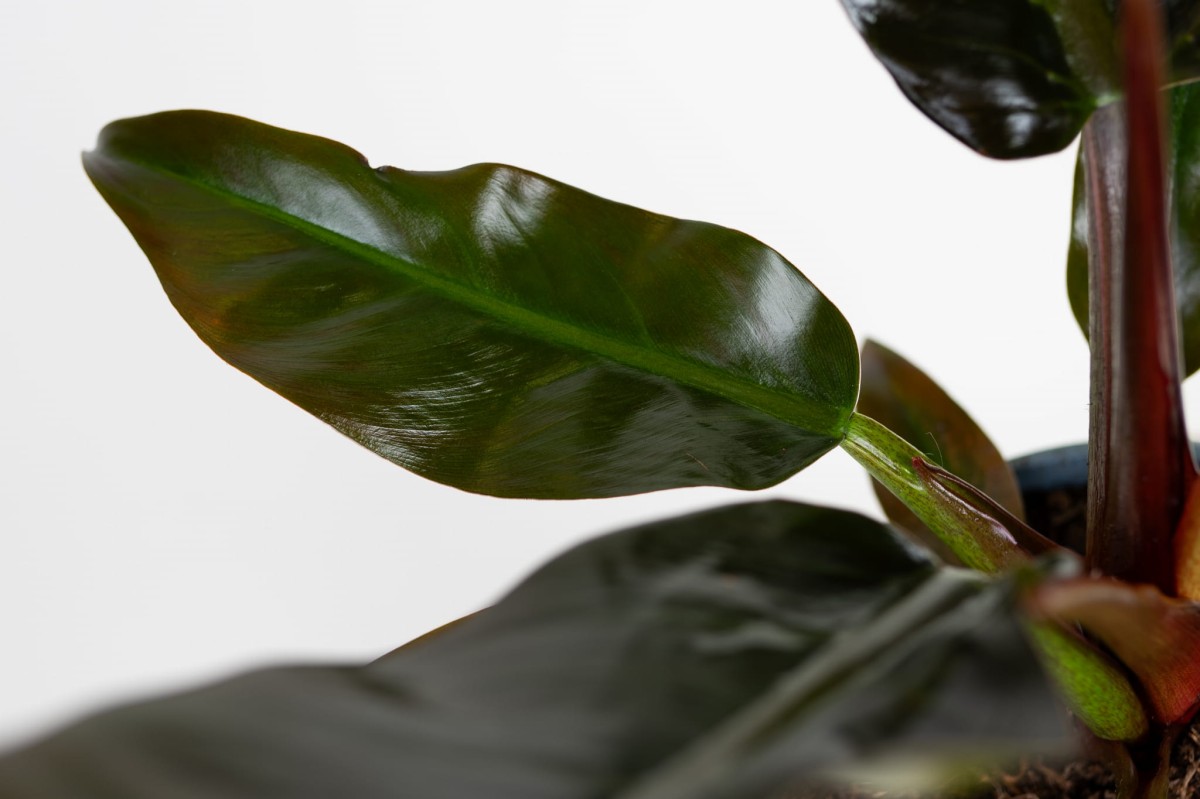 Philodendron-imperial-red-04.jpg