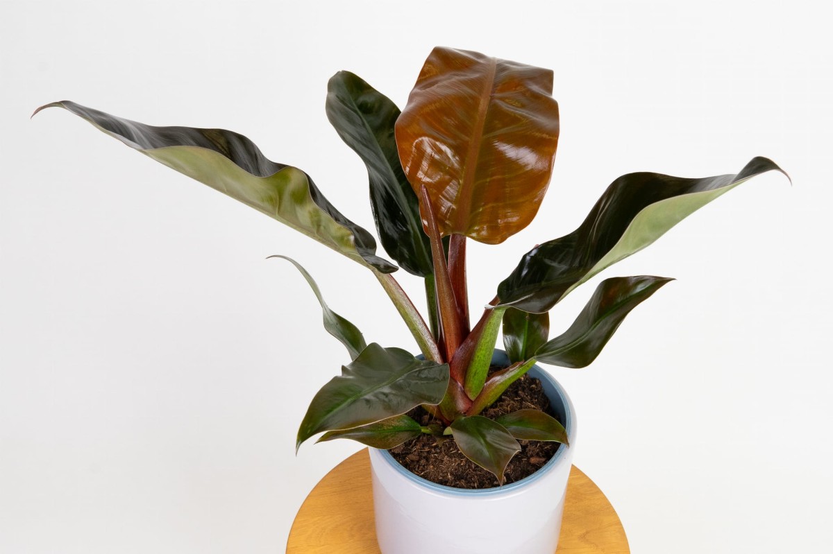 Philodendron-imperial-red-02.jpg