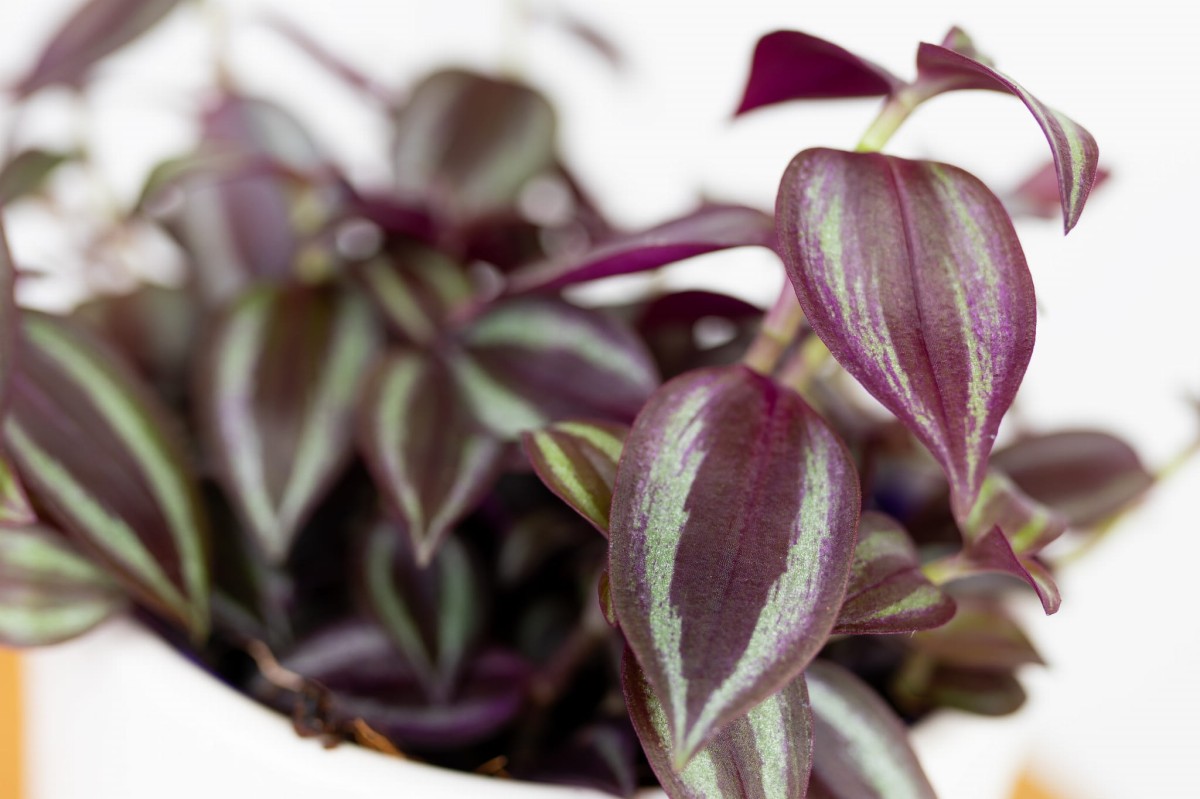 Trzykrotka-pasiasta-tradescantia-04.jpg
