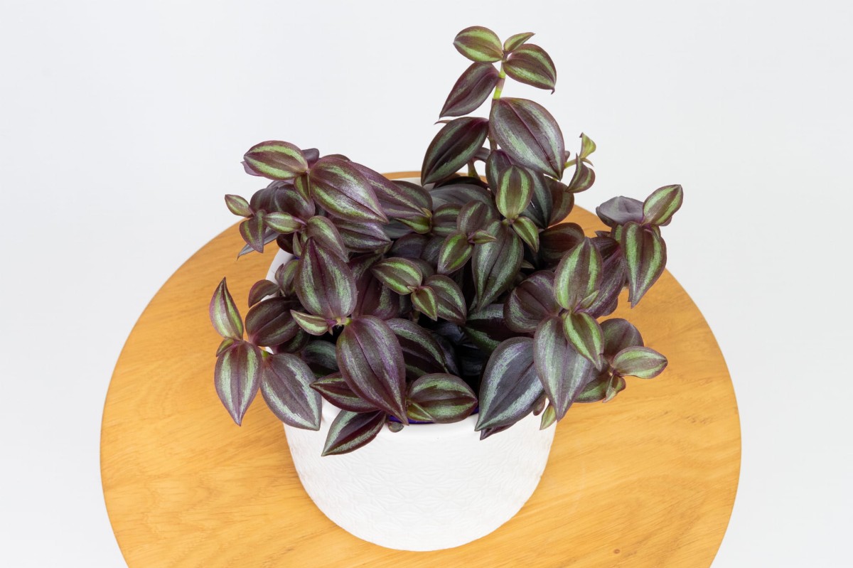 Trzykrotka-pasiasta-tradescantia-03.jpg