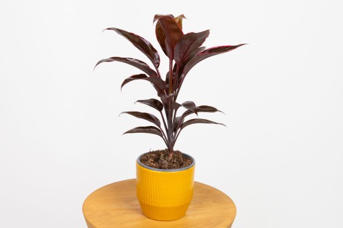 Kordylina Krzewiasta 'Tango'
