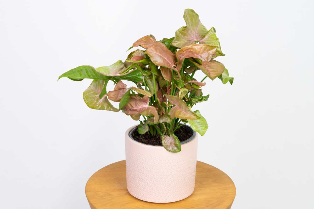 Syngonium-neon-robusta-zroślicha.jpg