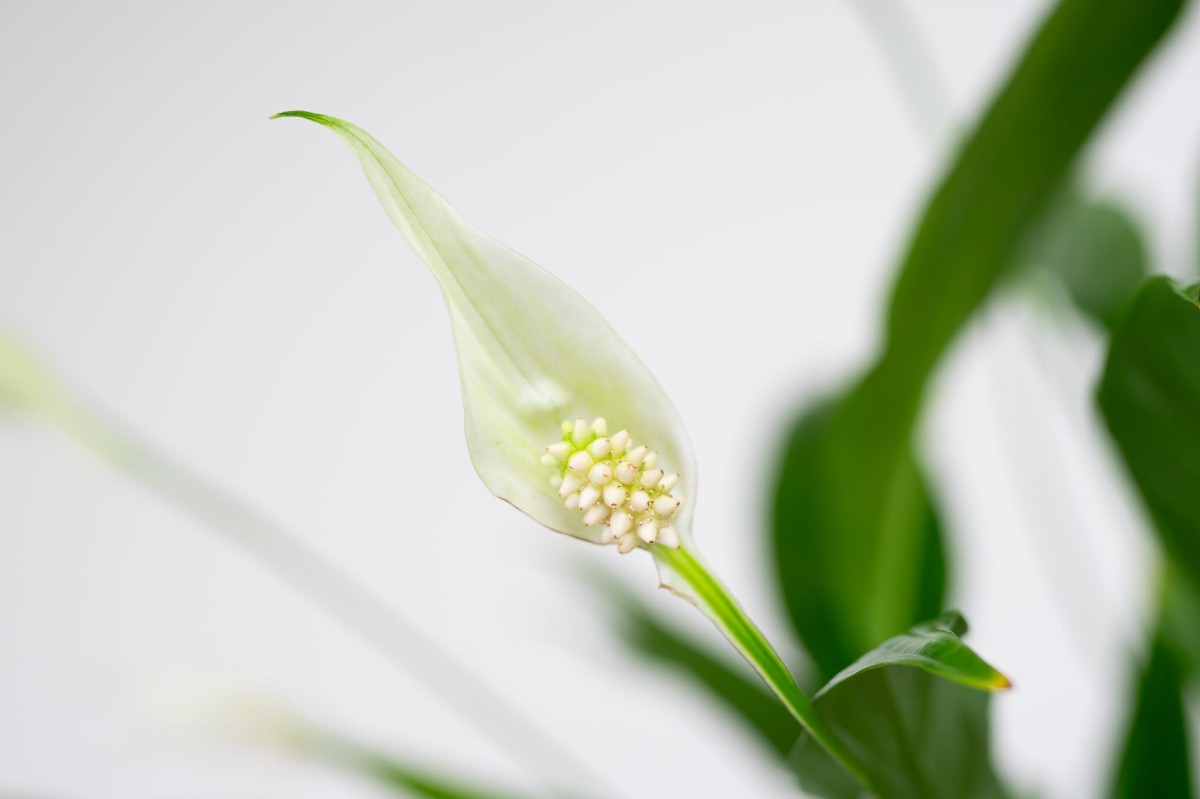 Skrzydłokwiat-spathiphyllum-03.jpg
