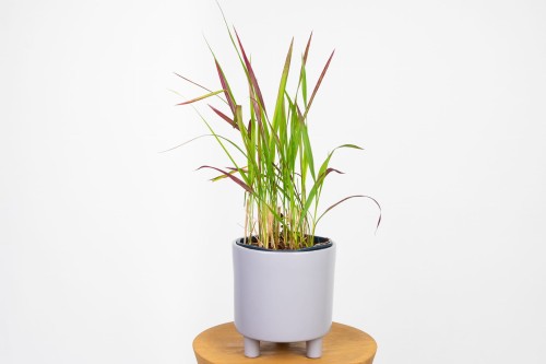 Trawa - Imperata Cylindrica 'Red Baron'