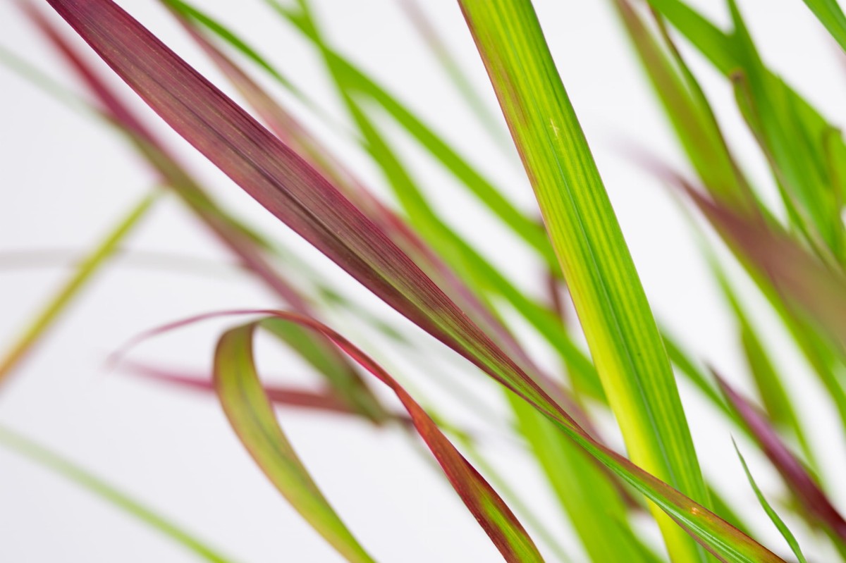 Imperata-cylindrica-red-baron-03.jpg