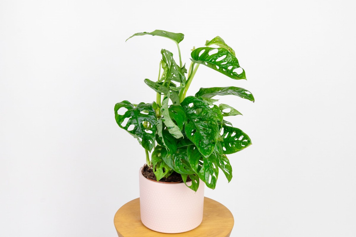 Monstera-monkey-mask.jpg