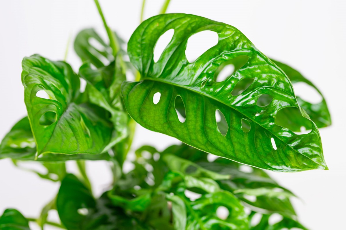 Monstera-monkey-mask-03.jpg